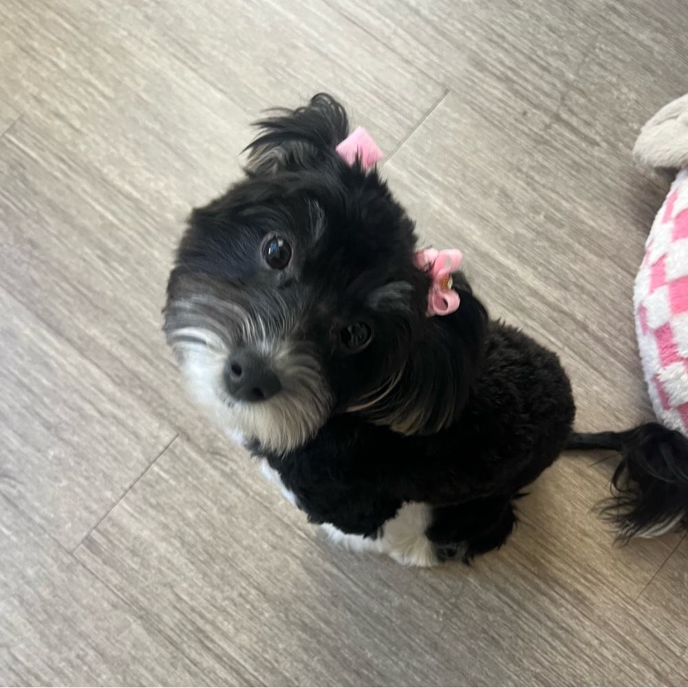 Meet your Posher, Amber